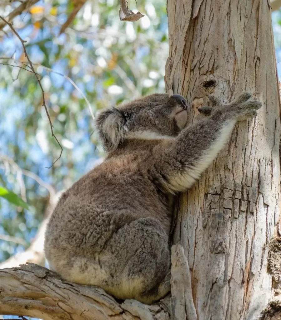 Tower Hill Wildlife Reserve