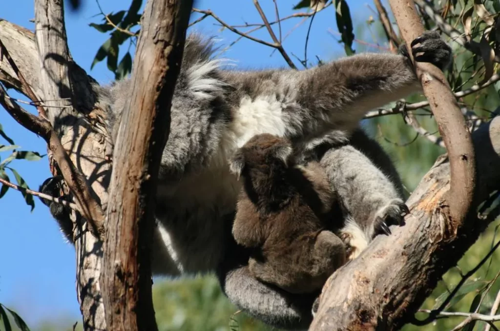 Koala Conservation Reserve