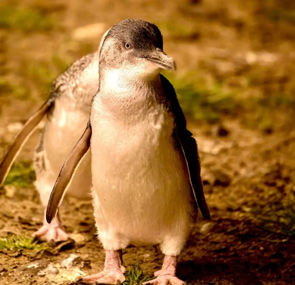 Phillip Island Penguin Parade