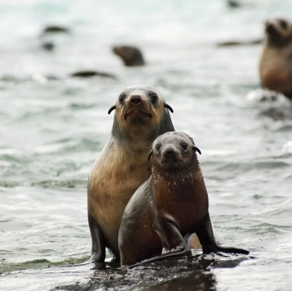 Seal Rocks