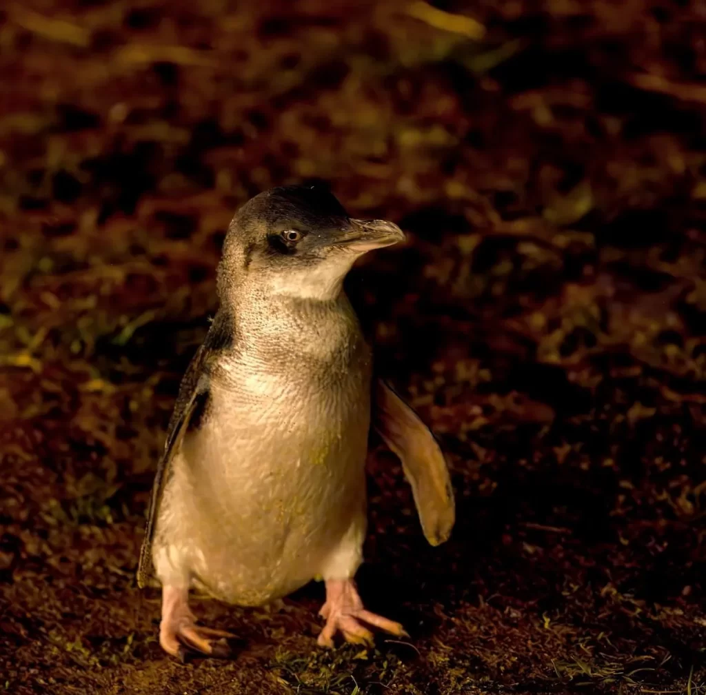 When to See Penguins at Phillip Island: A Seasonal Guide for Wildlife Lovers