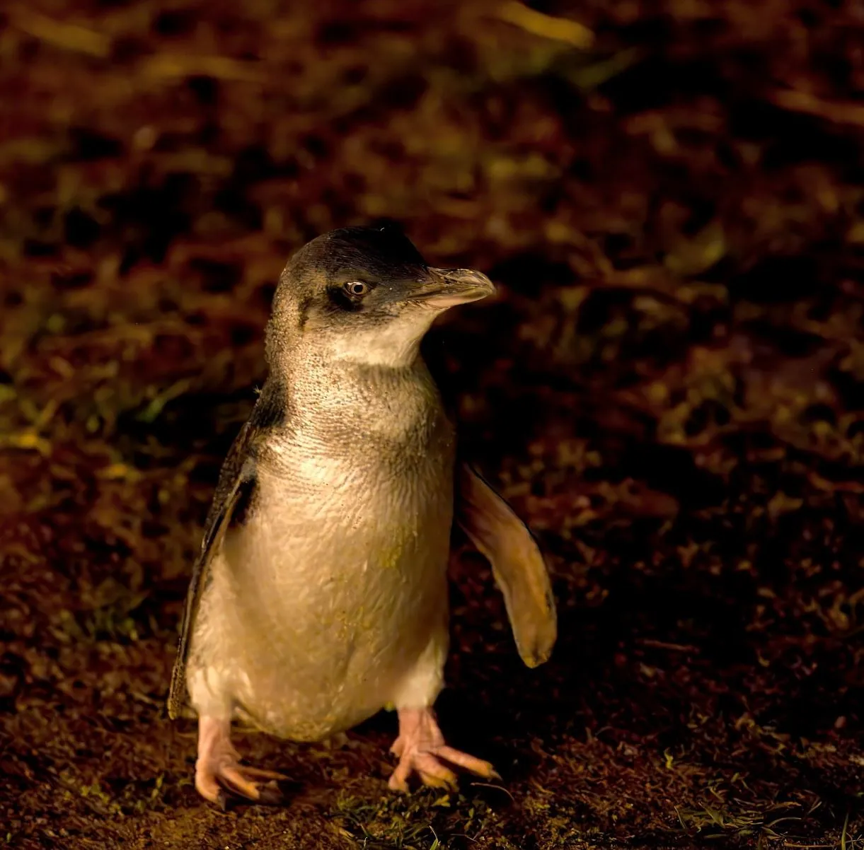 When to See Penguins at Phillip Island